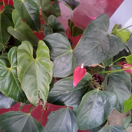 Aroma Heaven Homestay Ella Buitenkant foto