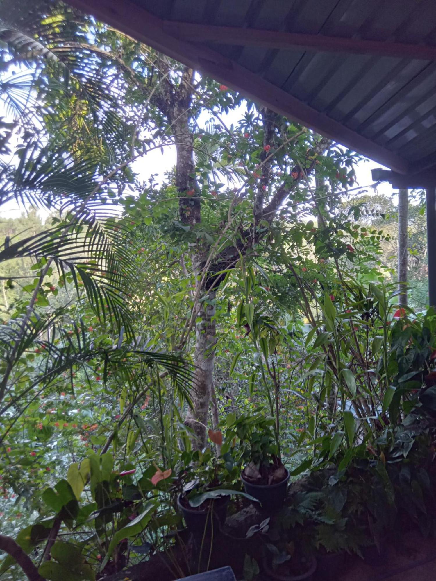 Aroma Heaven Homestay Ella Buitenkant foto