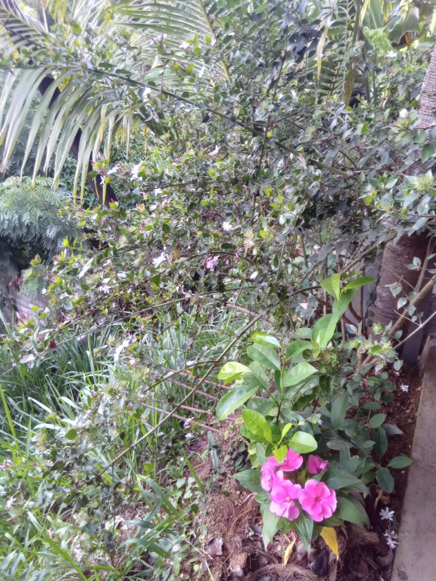 Aroma Heaven Homestay Ella Buitenkant foto