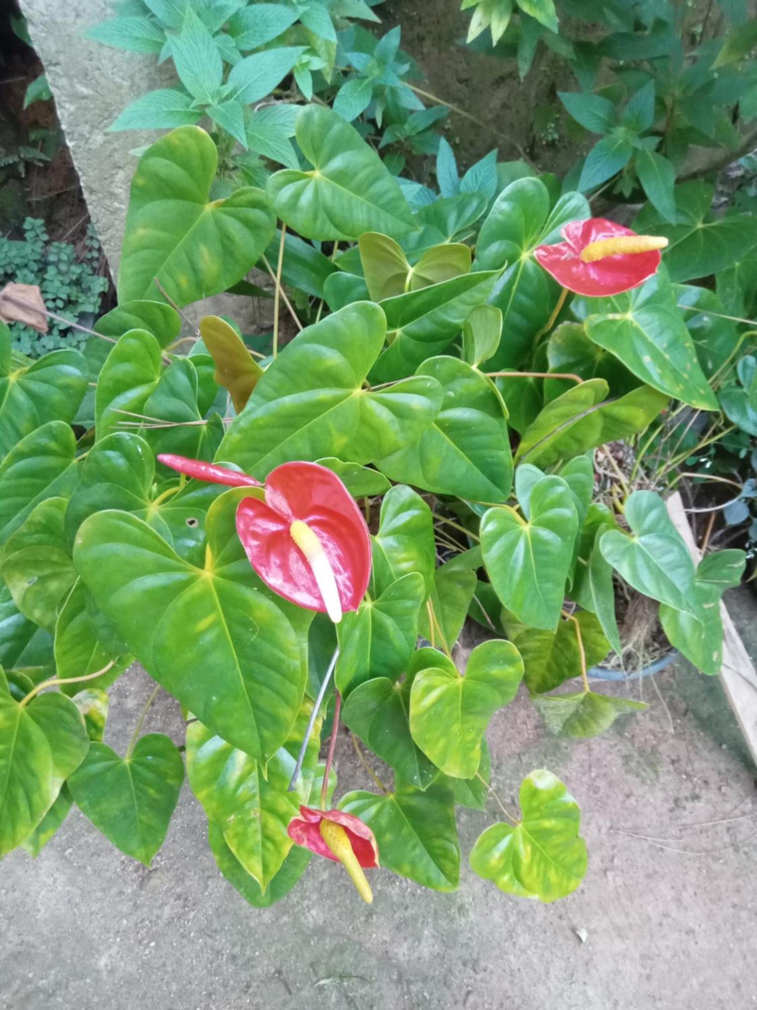 Aroma Heaven Homestay Ella Buitenkant foto