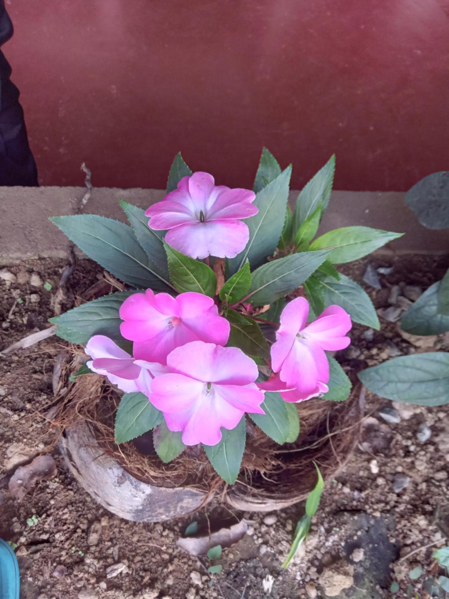 Aroma Heaven Homestay Ella Buitenkant foto