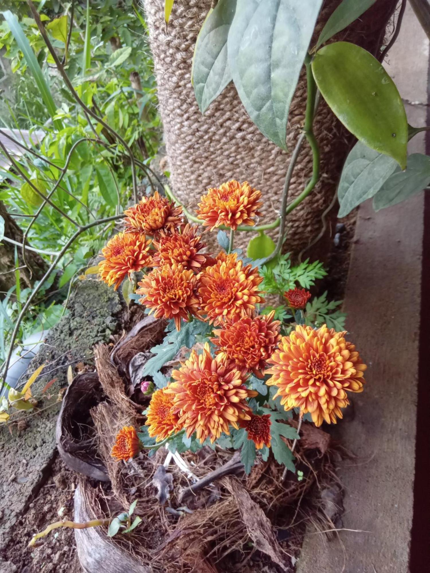 Aroma Heaven Homestay Ella Buitenkant foto